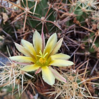 Echinocereus maritimus ssp. hancockii